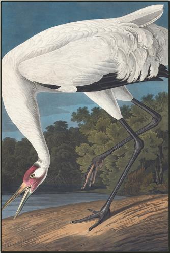 the Leftbank Dance of the Crane I wall art is available in Edmonton at McElherans Furniture + Design