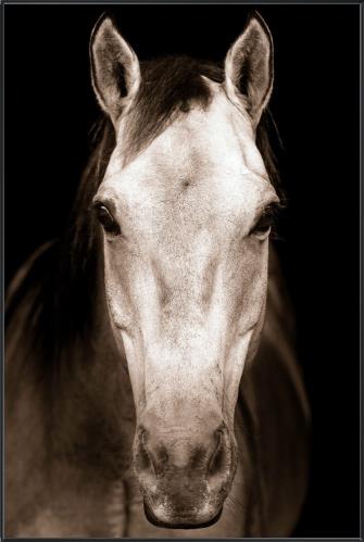 the Leftbank Tan Horse wall art is available in Edmonton at McElherans Furniture + Design